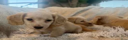 Miniature Dachshund dogs for sale: KC Longhaired Cream Miniature Dachshund Puppies - Advert 28