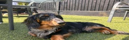 Miniature Dachshund dogs for stud: Kc reg champions lines silver dapple stud  in Upminster - Advert 13