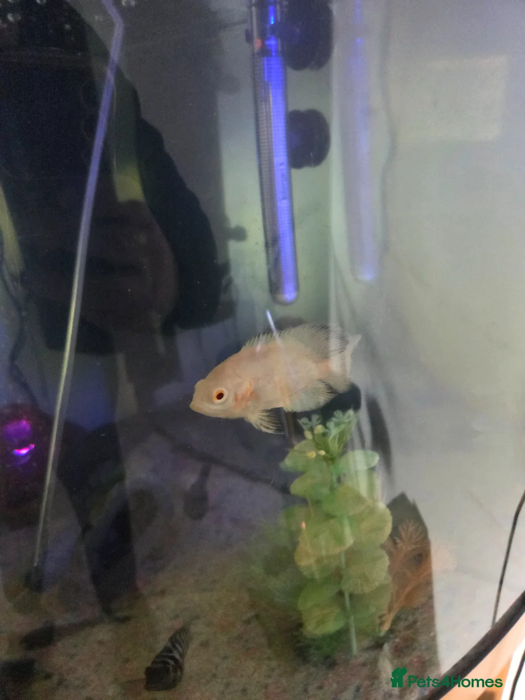 Other/Mixed Breed fish for sale: Mixed tropical fish  in Wigan - Advert 2