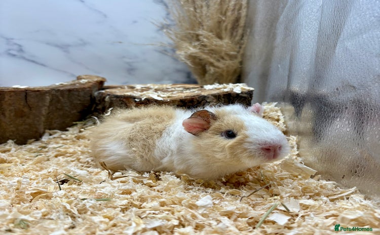 Guinea Pig rodents - Advert 16