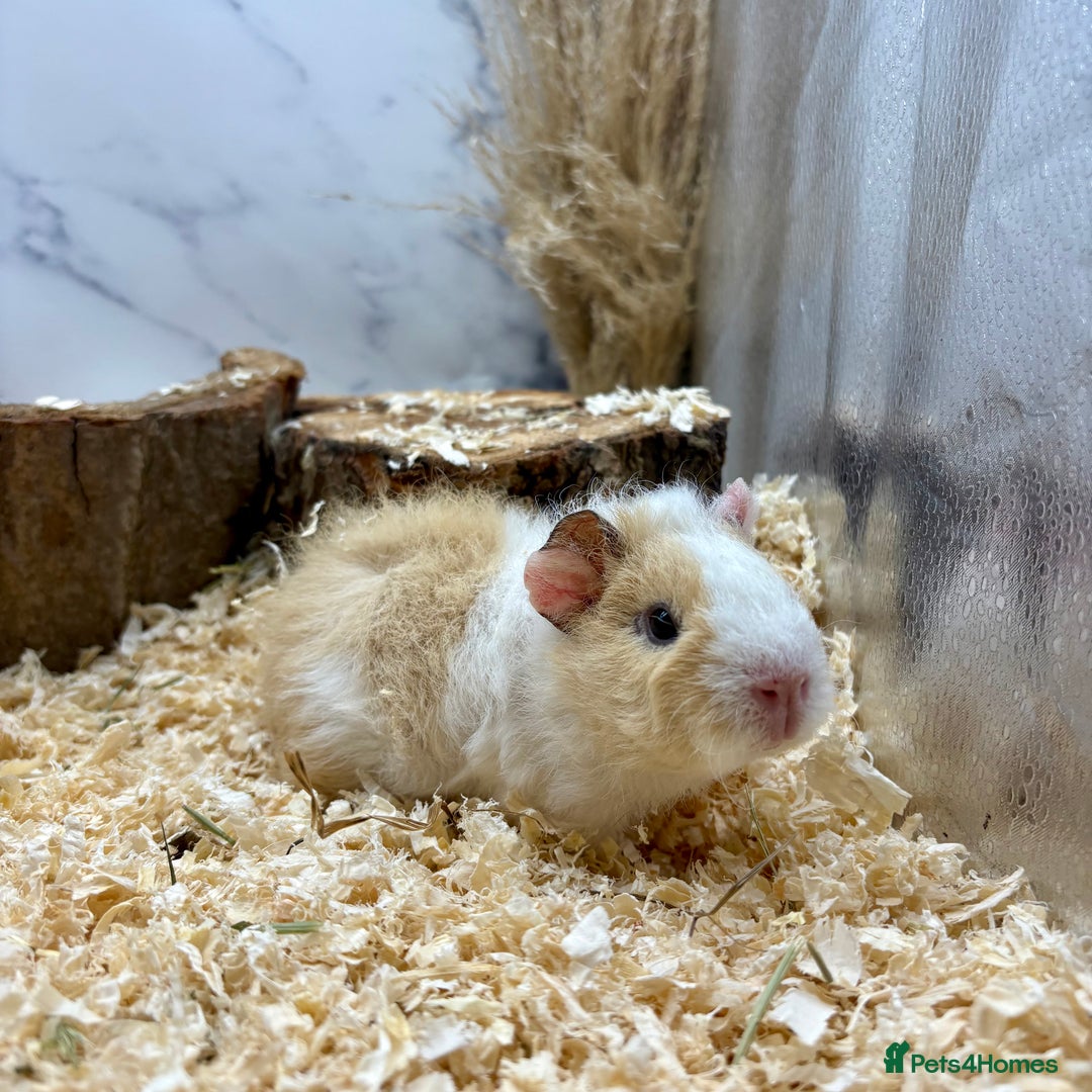Guinea Pig rodents for sale: Lots of Baby Girls Guinea Pigs available 💗  - Image 1