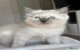 Ragdoll cats for sale: Ragdolls kittens  - Image 7