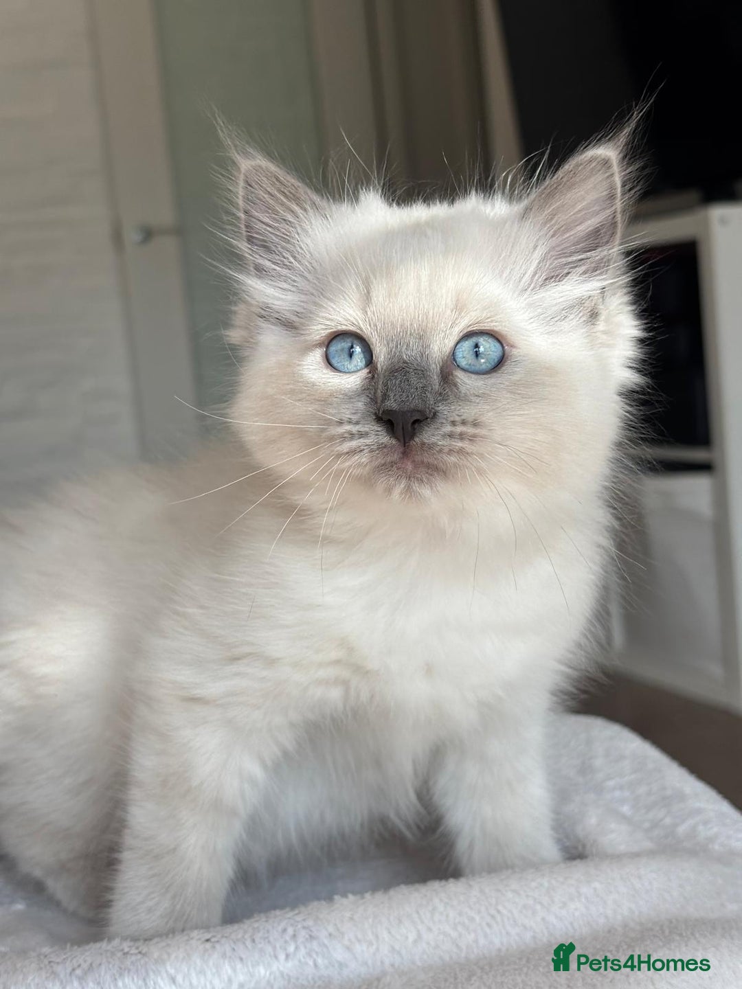 Ragdoll cats for sale: Ragdolls kittens  - Image 7