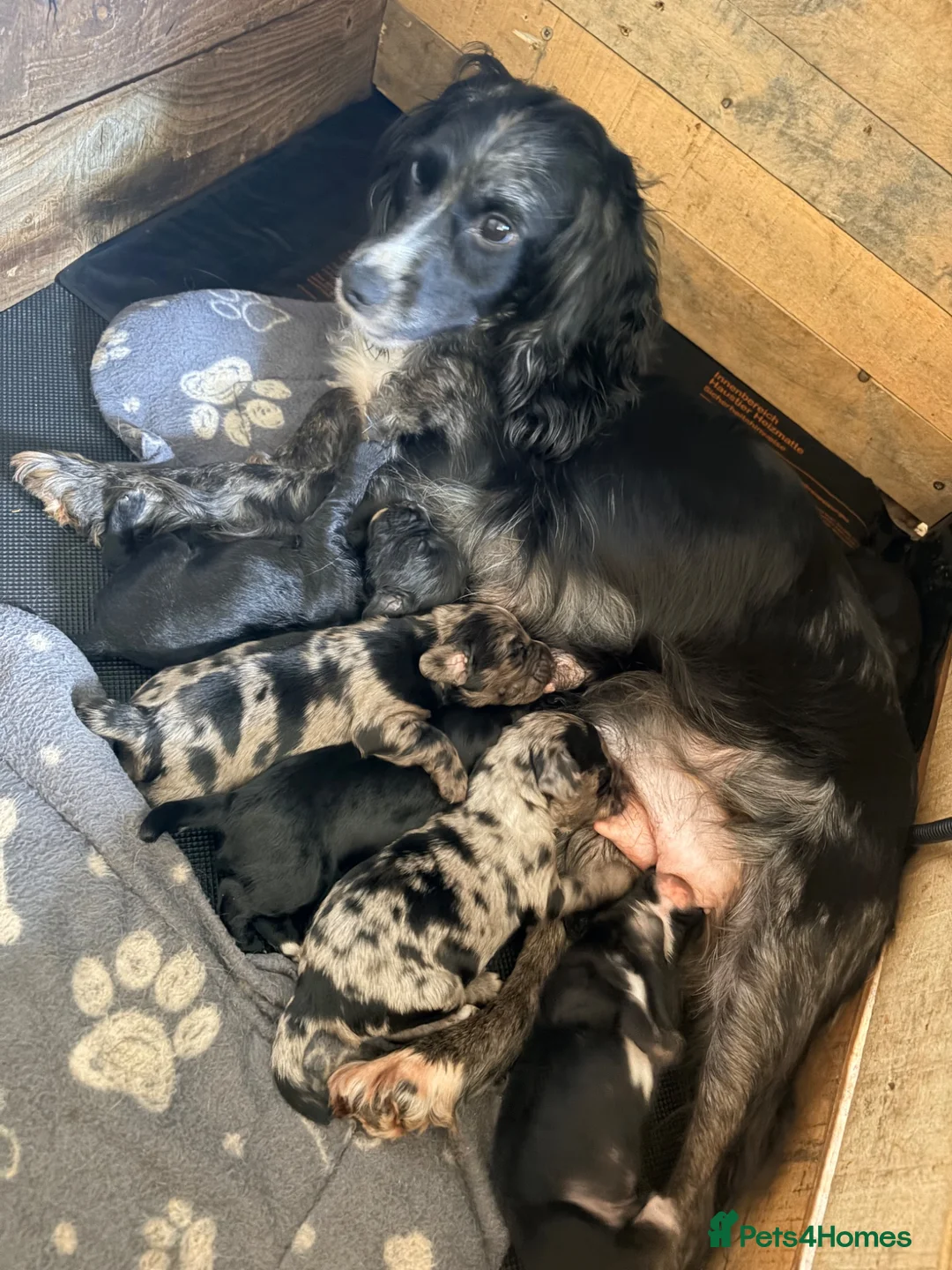 Cocker Spaniel dogs for sale: Working Cocker Spaniels  - Advert 2