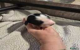 Mixed Breed dogs for sale: Cocker/collie mix puppys - Image 6