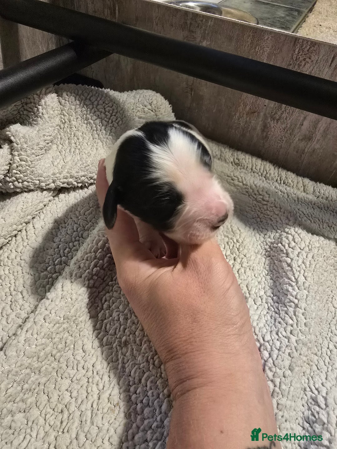 Mixed Breed dogs for sale: Cocker/collie mix puppys - Image 6