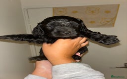 Cavapoo dogs for sale: 6 gorgeous extensively health tested cavapoo’s - Image 9