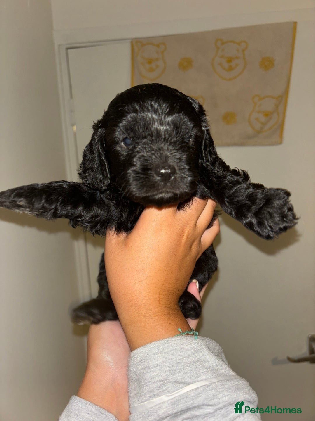 Cavapoo dogs for sale: 6 gorgeous extensively health tested cavapoo’s - Image 9