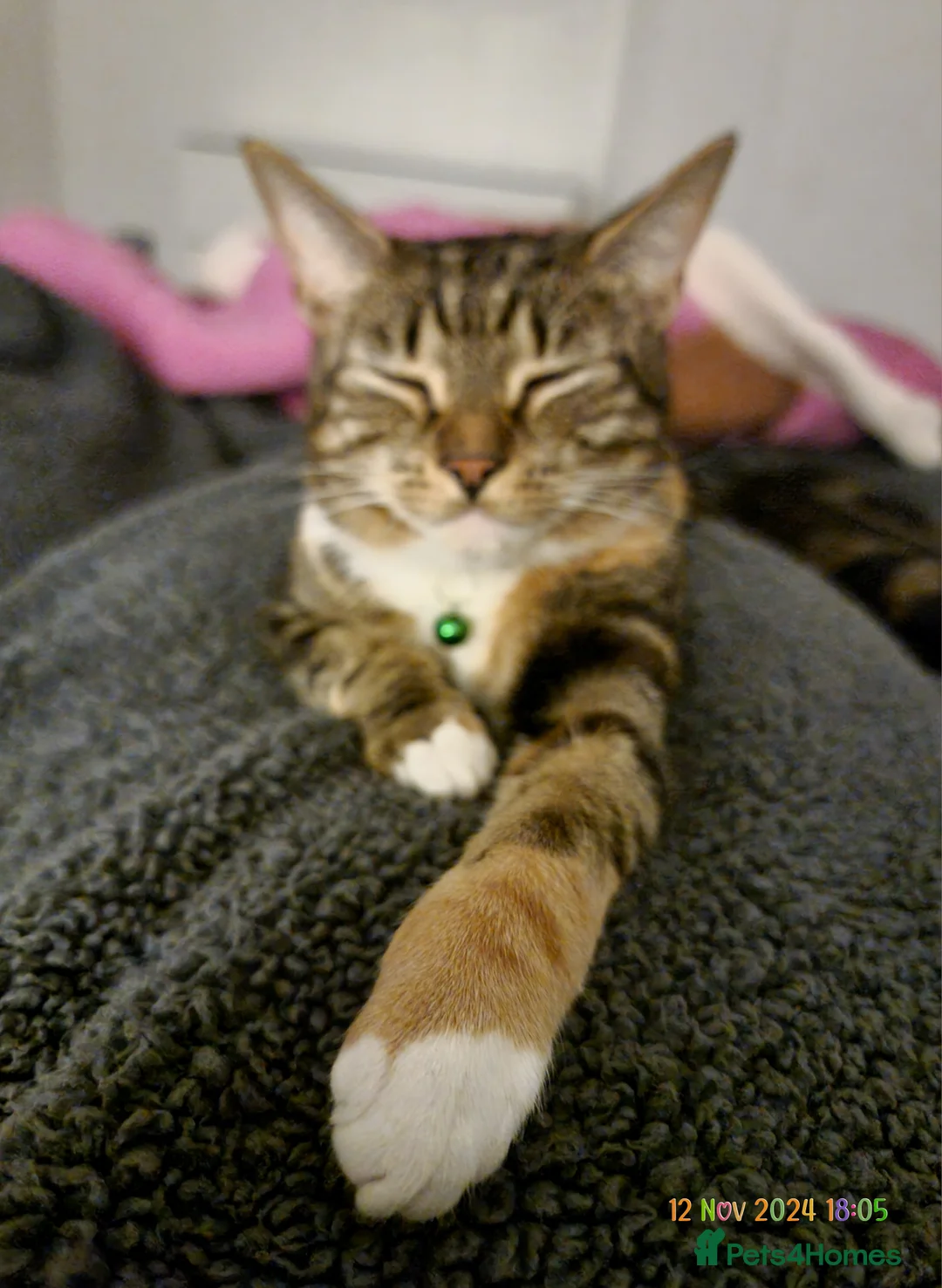 Brazilian Shorthair cats for sale: Family of 3 gorgeous cats for adoption - Advert 21