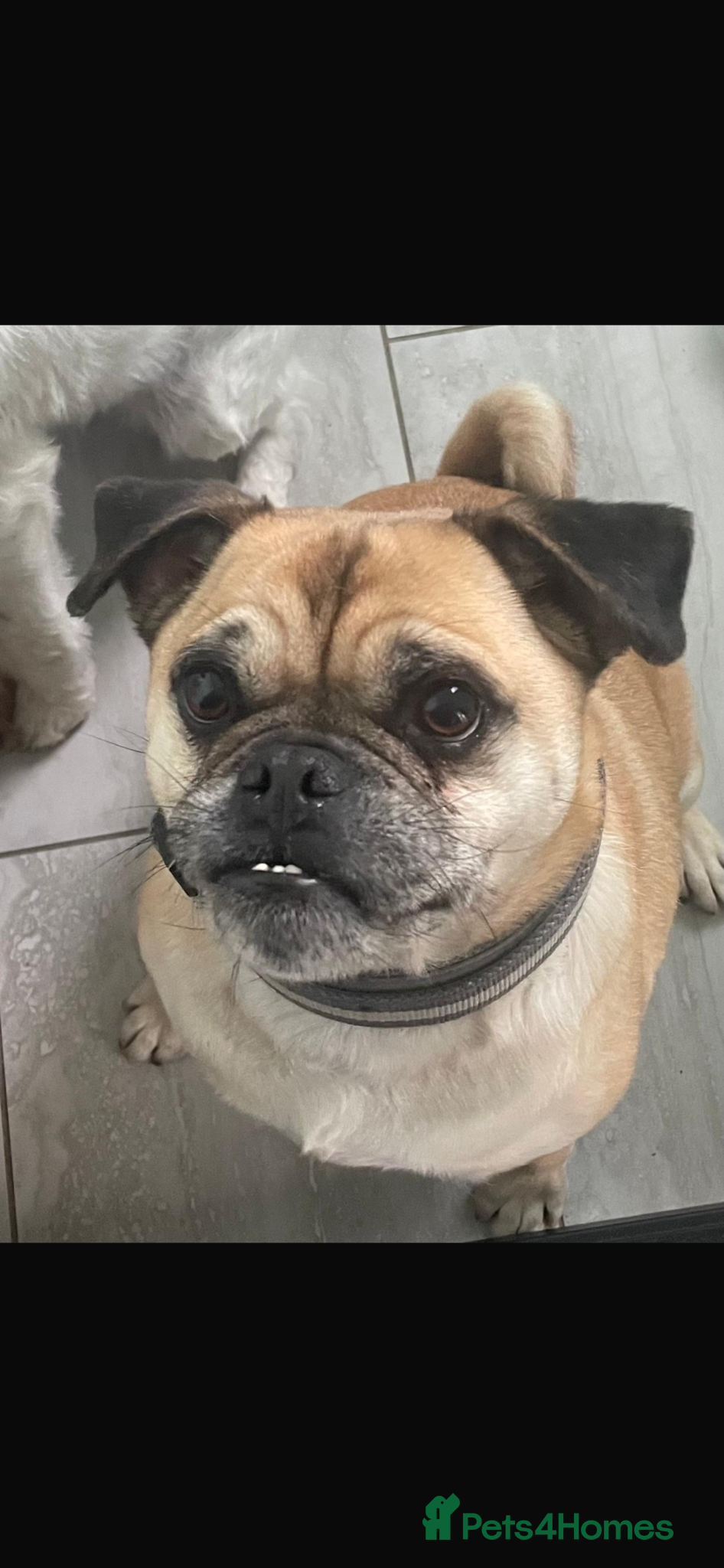 Jug dogs Lovely Male Jug needs urgent home - Advert 1