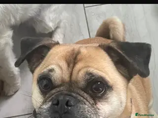 Jug dogs Lovely Male Jug needs urgent home - Advert 1