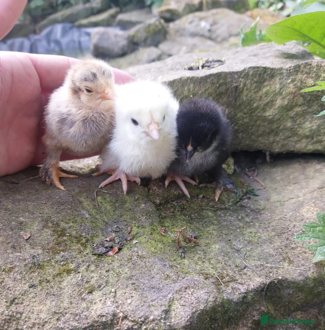 Chickens poultry for sale: Chicks for sale...  day olds, £7  - Advert 1