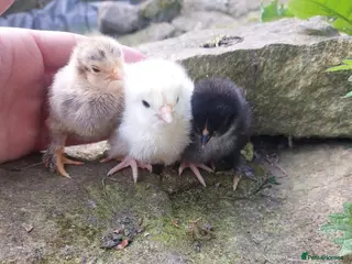 Chickens poultry Chicks for sale... day olds, £7 - Advert 1