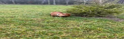 Miniature Dachshund dogs for sale: Miniature dachshund-Adult - Advert 8