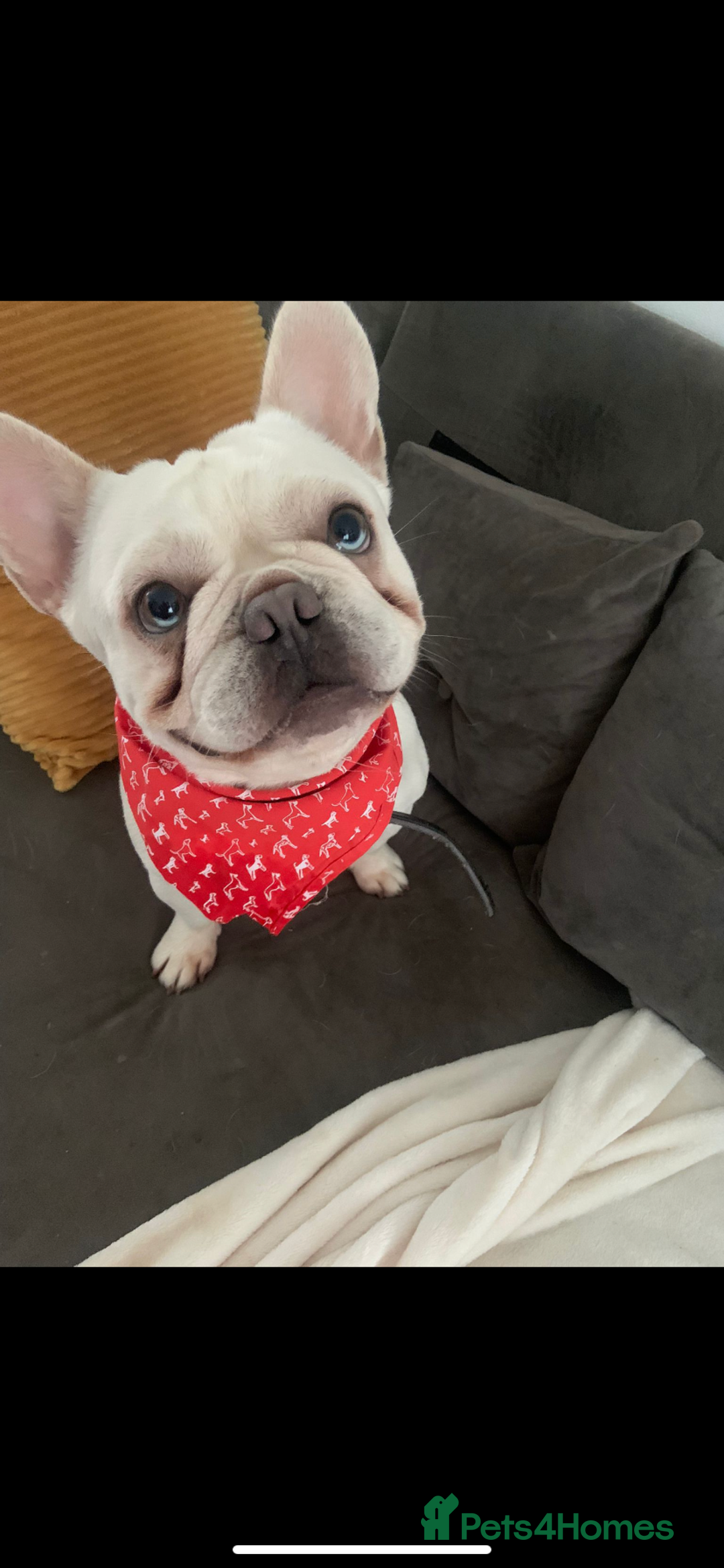 French Bulldog dogs for stud: Solid blue Merle platinum carrying testable and L1 in Aberdeen - Image 8