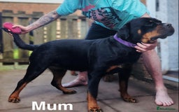 Rottweiler dogs for sale: 🏆(Kc)Champion bloodline Rottweiler puppies. - Image 14
