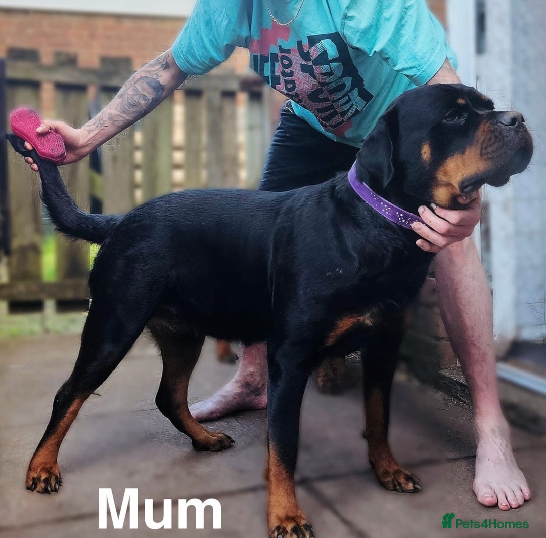 Rottweiler dogs for sale: 🏆(Kc)Champion bloodline Rottweiler puppies. - Image 14