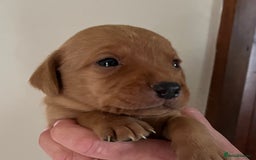Labrador Retriever dogs for sale: SUPER DARK FOX RED KC LAB PUPS HEALTH TESTED  - Image 4