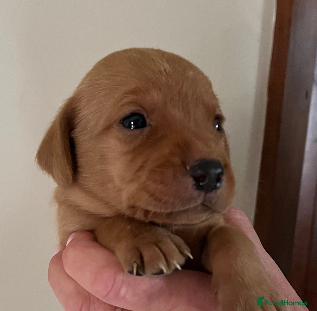 Labrador Retriever dogs for sale: SUPER DARK FOX RED KC LAB PUPS HEALTH TESTED  - Image 4