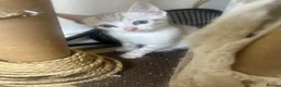 Bengal cats for sale: Bengal kittens  - Advert 18