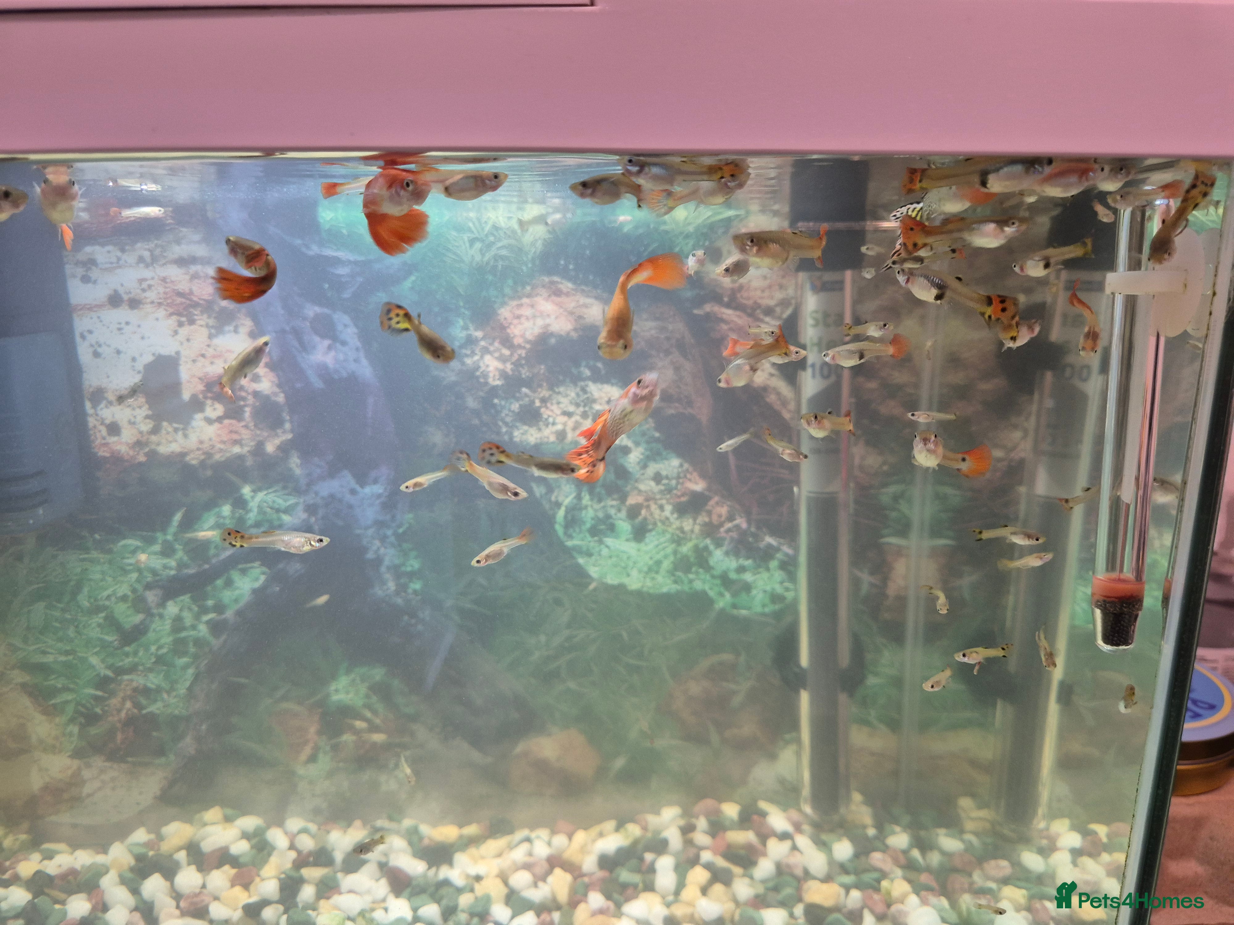 Other/Mixed Breed fish Guppies  - Advert 7