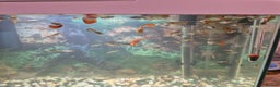 Other/Mixed Breed fish for sale: Guppies  - Advert 1