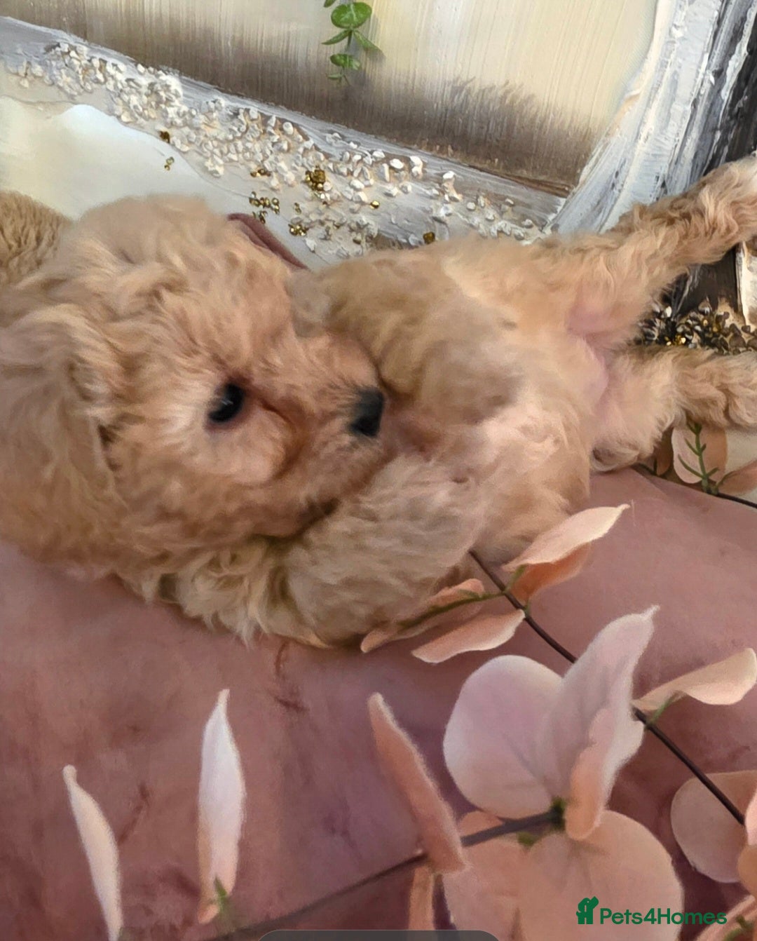 Mixed Breed dogs Maltipoo puppies  - Advert 2