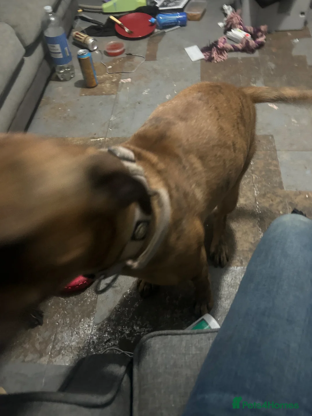 Mixed Breed dogs for sale: Ecco  - Advert 3