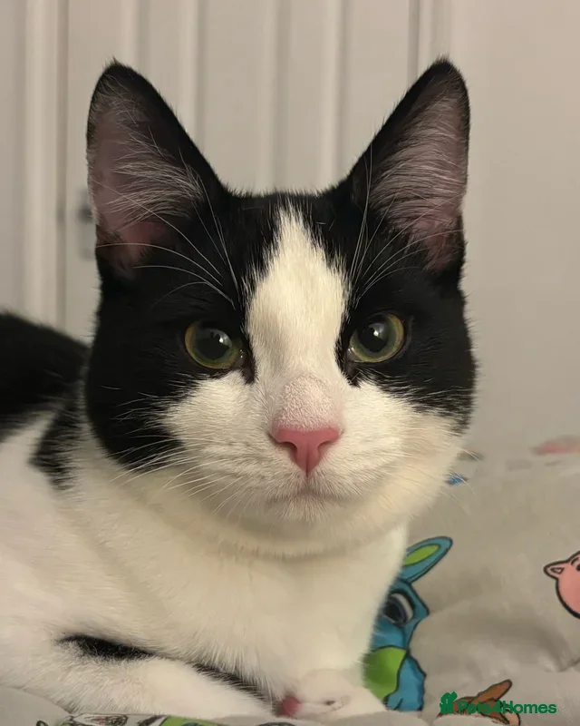 Domestic Shorthair cats Tuxedo 9 Month Cat Boy For Sale  - Advert 17
