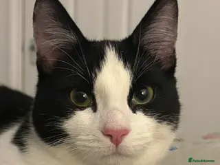Domestic Shorthair cats Tuxedo 9 Month Cat Boy For Sale - Advert 16
