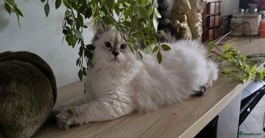 Siberian cats - Advert 2
