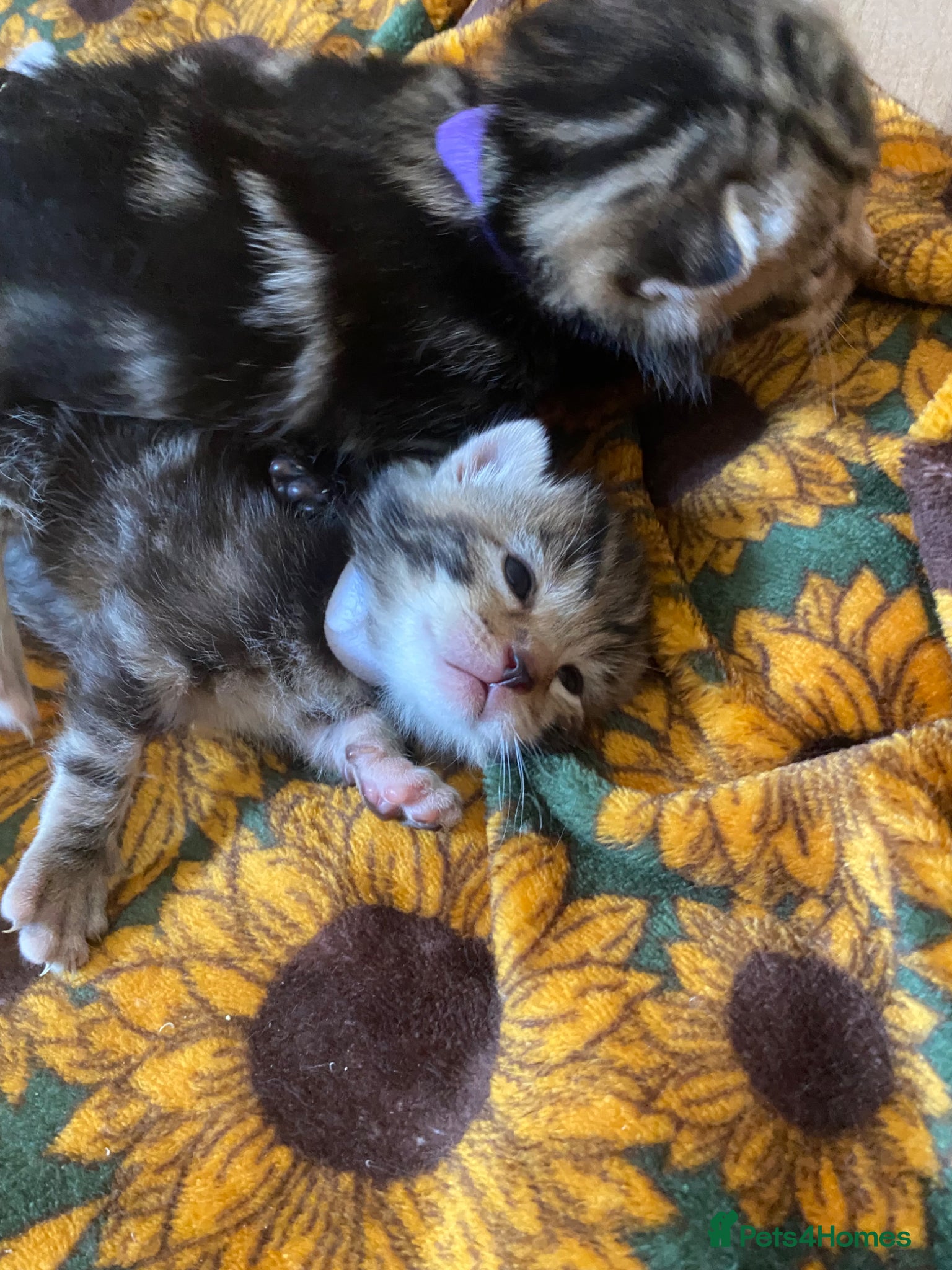 Mixed Breed cats Bengal cross American shorthairxBombay kittens 🐱  - Advert 6