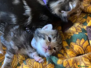 Mixed Breed cats Bengal cross American shorthairxBombay kittens 🐱 - Advert 5