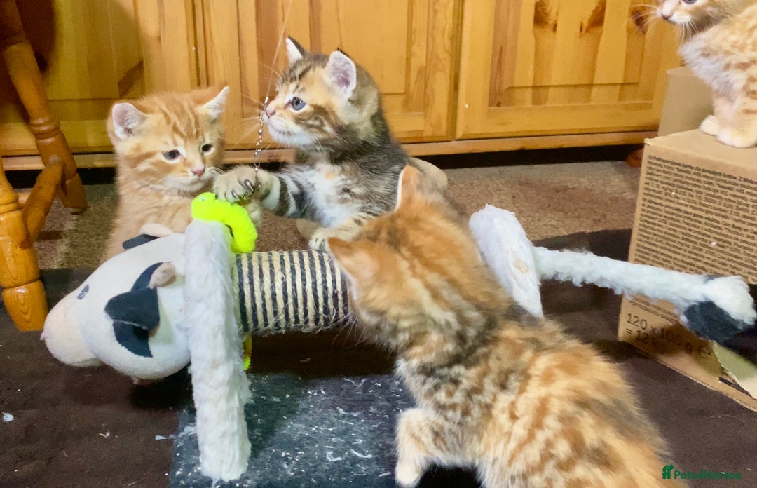 Mixed Breed cats for sale: Gorgeous Ginger And Tortoiseshell Female Kittens - Advert 21