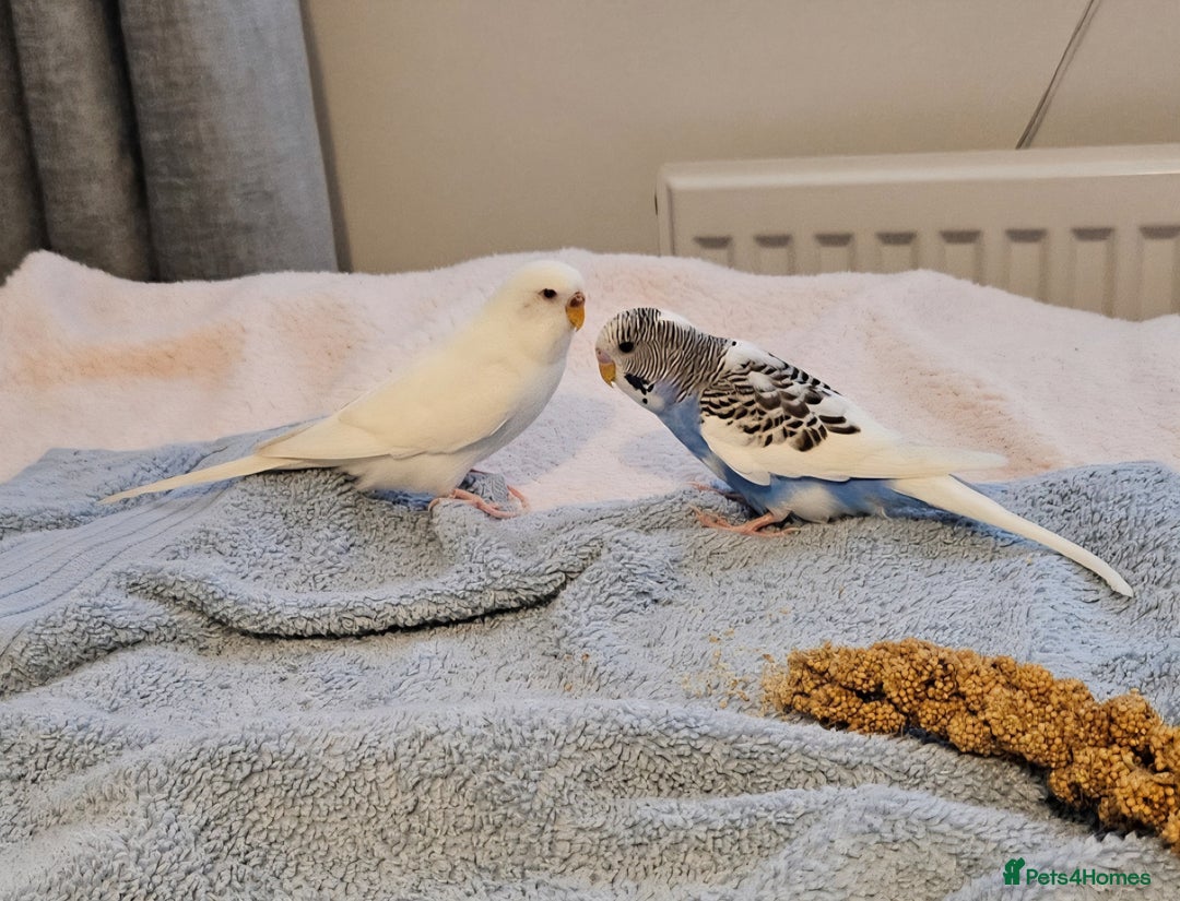Budgerigars birds for sale: Bonded pair of budgies, 8 months old, male&female  - Image 4