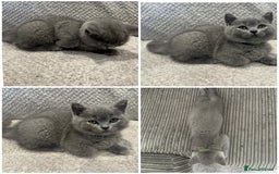 British Shorthair cats for sale: READY NOW 😻Pedigree BSH with perks in Swindon - Image 27