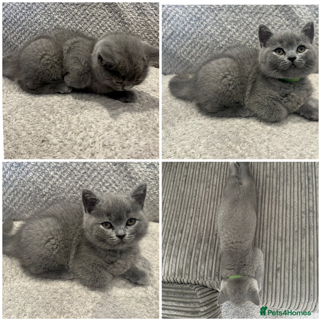 British Shorthair cats for sale: READY NOW 😻Pedigree BSH with perks in Swindon - Image 27