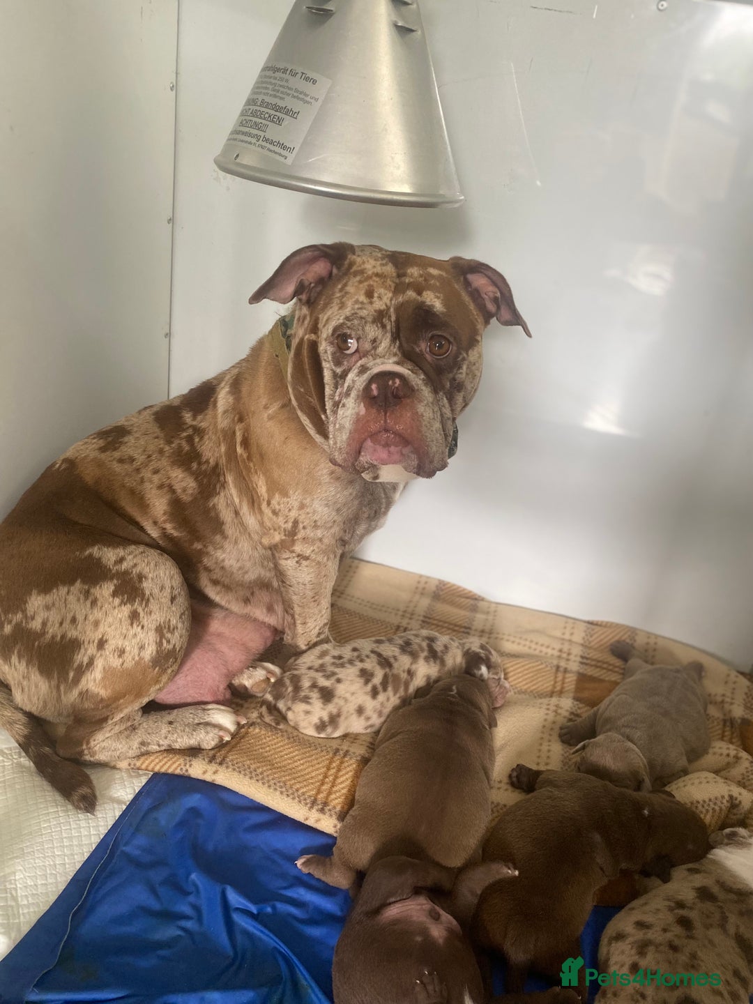 Old Tyme Bulldog dogs for sale: Oeb pups looking for forever homes 🏡  - Image 17