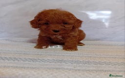 Cavapoo dogs for sale: F1B CAVAPOO PUPPIES  - Image 3