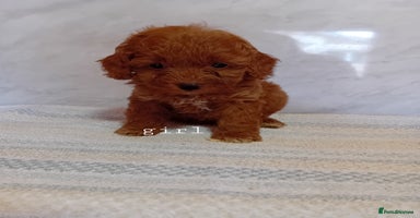 Cavapoo dogs - Advert 8