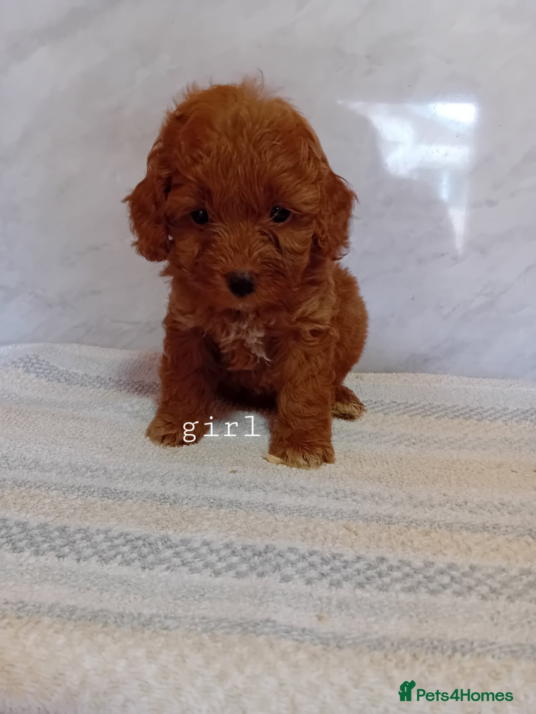 Cavapoo dogs for sale: F1B CAVAPOO PUPPIES  - Image 3