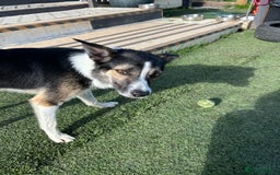 Border Collie dogs for sale: Beautiful Border Collie - Advert 1