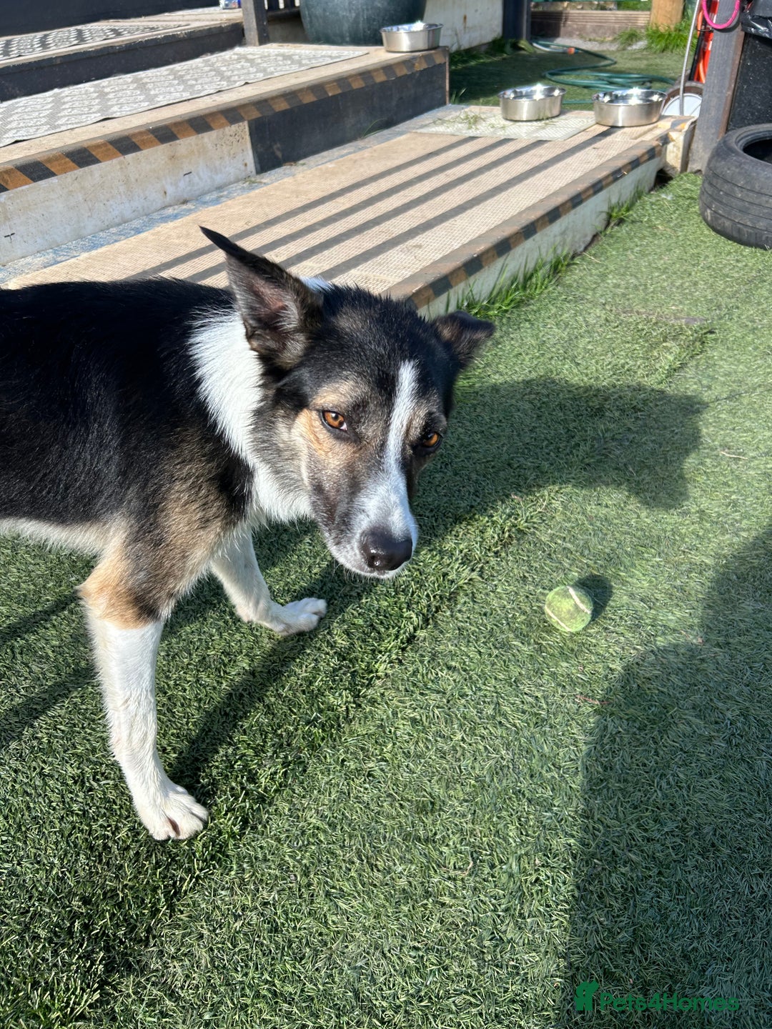 Border Collie dogs for sale: Beautiful Border Collie - Advert 1