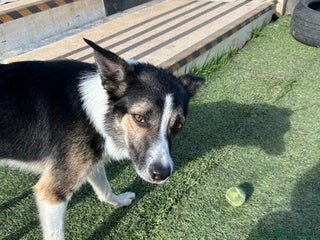 Border Collie dogs for sale: Beautiful Border Collie - Advert 1