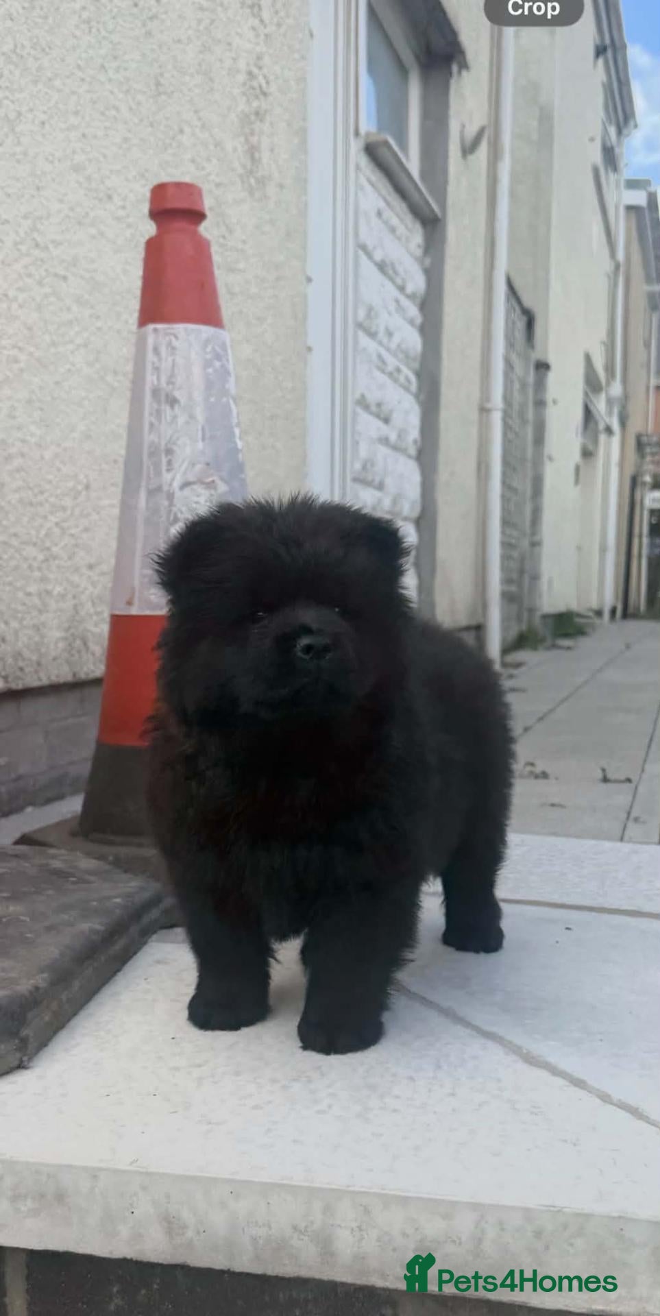 Chow Chow dogs 🔊 REDUCED🔊 5 KC Registered Chow Chow Puppies 🐾 - Advert 3
