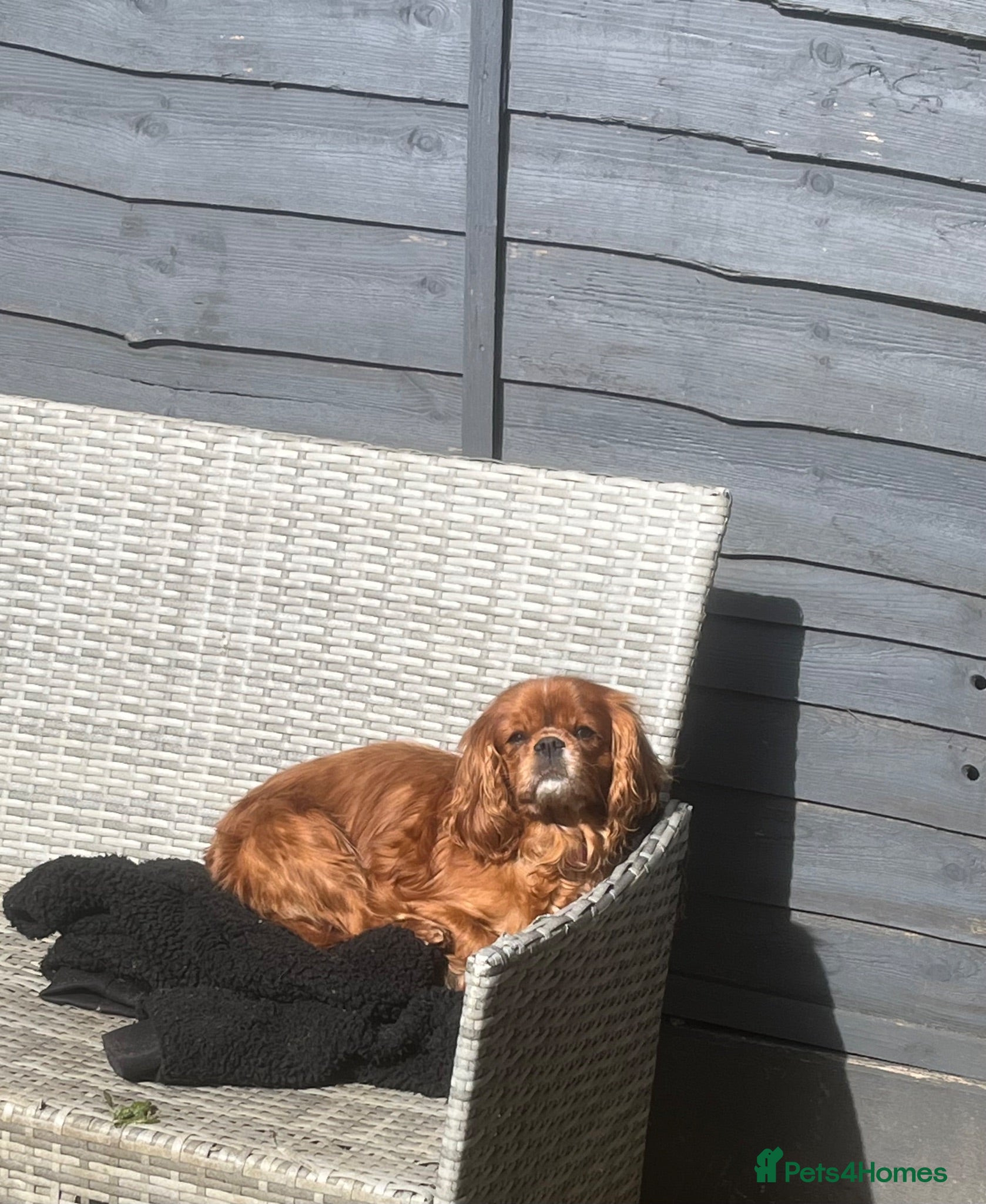 Cavalier King Charles Spaniel dogs Kc reg/ health tested Cavalier King Charles  - Advert 1