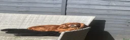 Cavalier King Charles Spaniel dogs for sale: Kc reg/ health tested Cavalier King Charles  - Advert 1