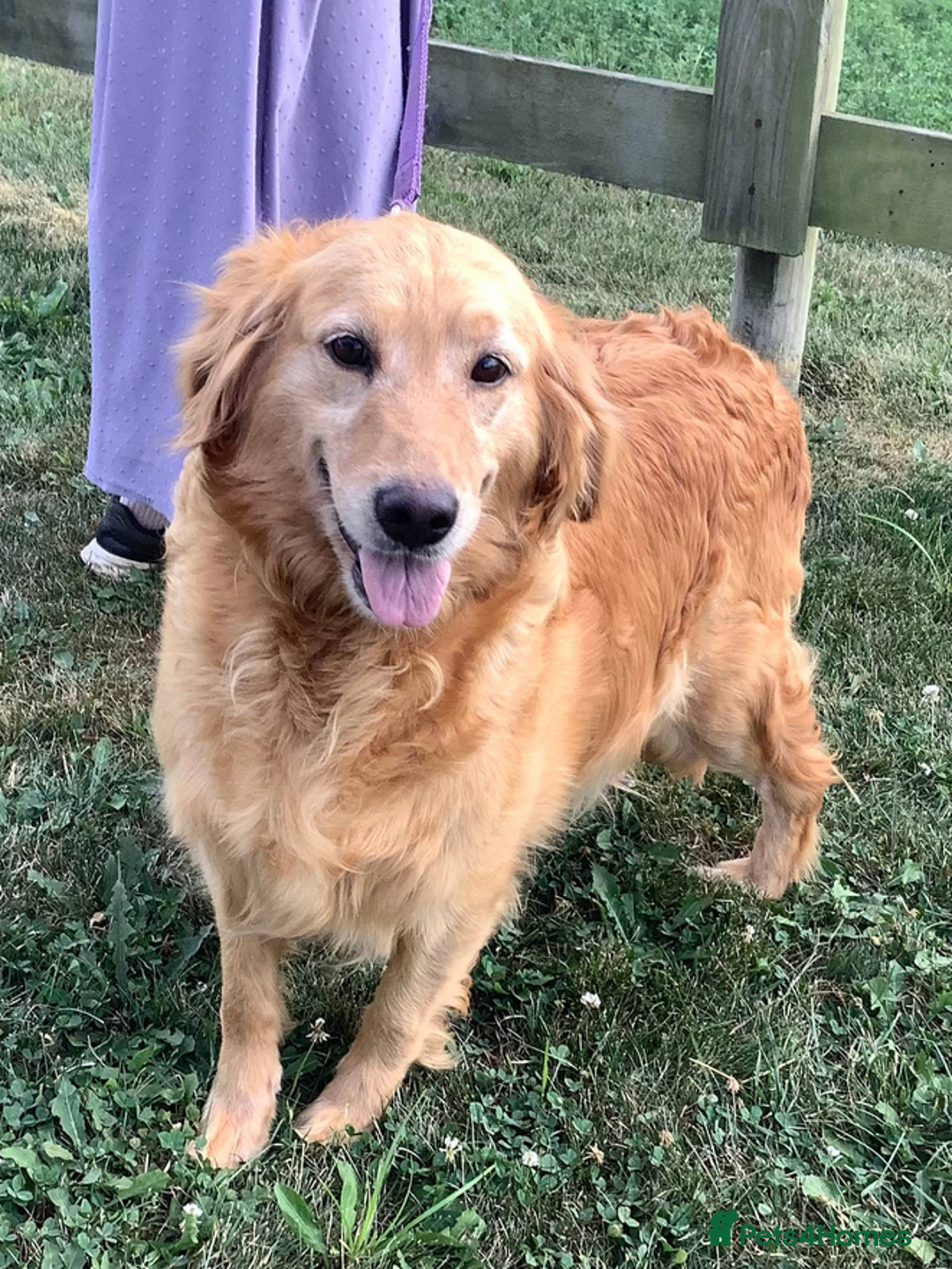 Golden Retriever dogs for sale: Quality Kc Reg. Golden retriever Puppies - Image 7