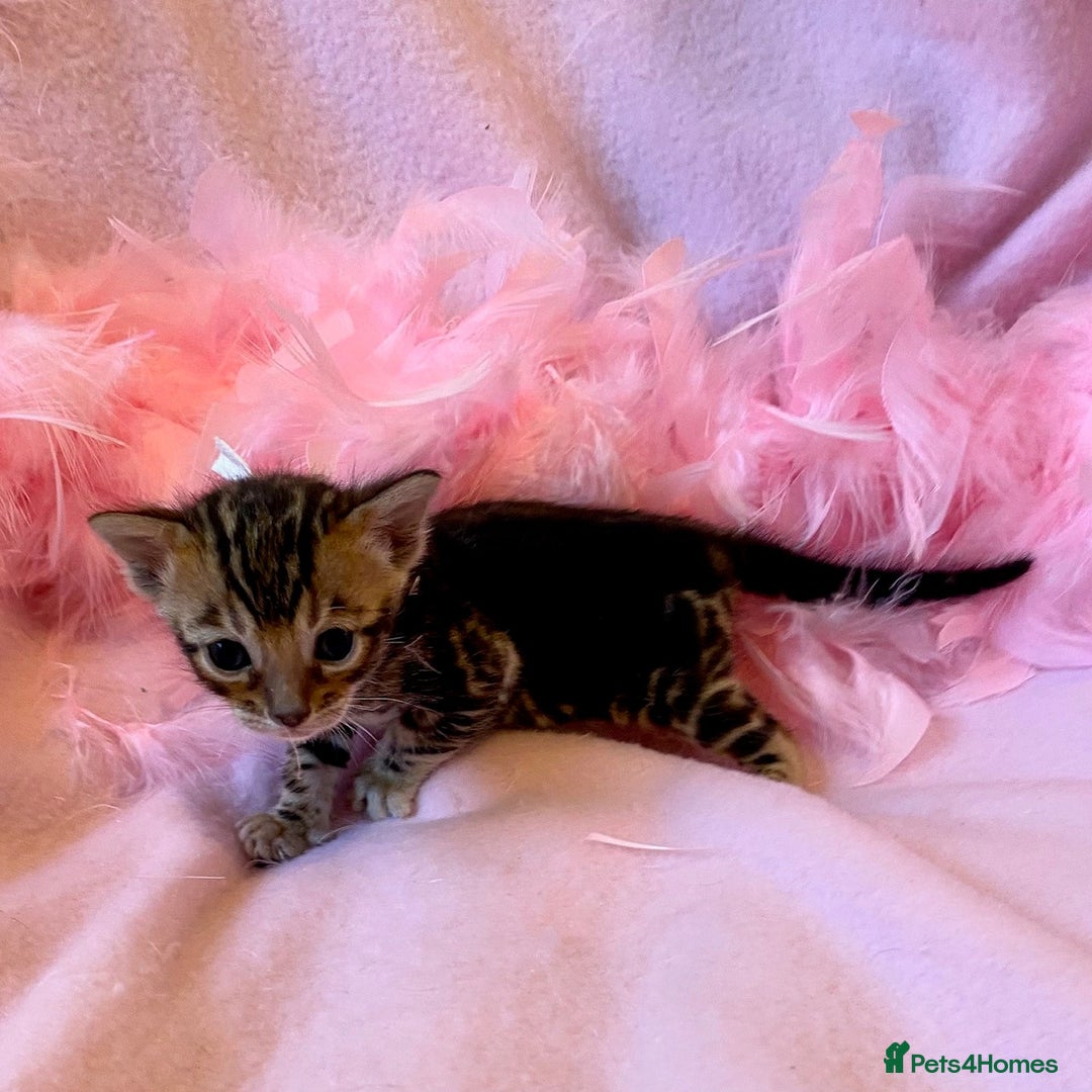 Bengal cats for sale: Nevaeh Bengals — Premium UK Bengal Breeder - Advert 4