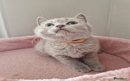 British Shorthair cats for sale: 8 Pedigree British Shorthair Kittens Blue Lilac  - Image 14
